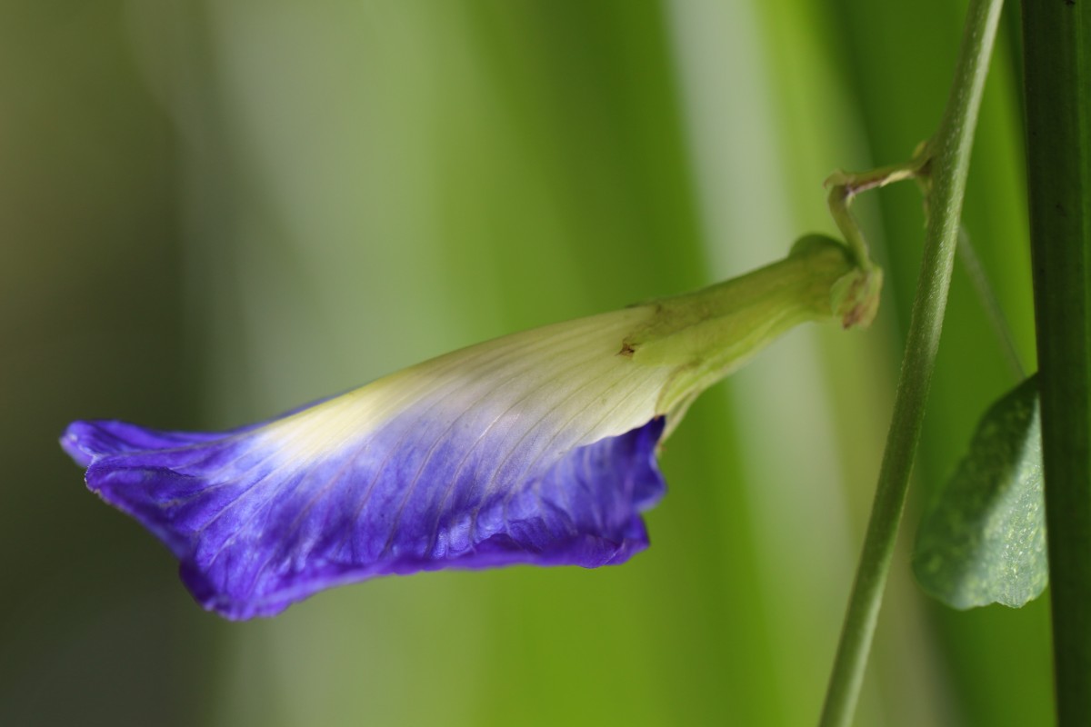 Clitoria ternatea L.